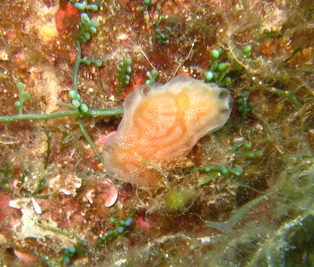 Aplidium tabarquensis